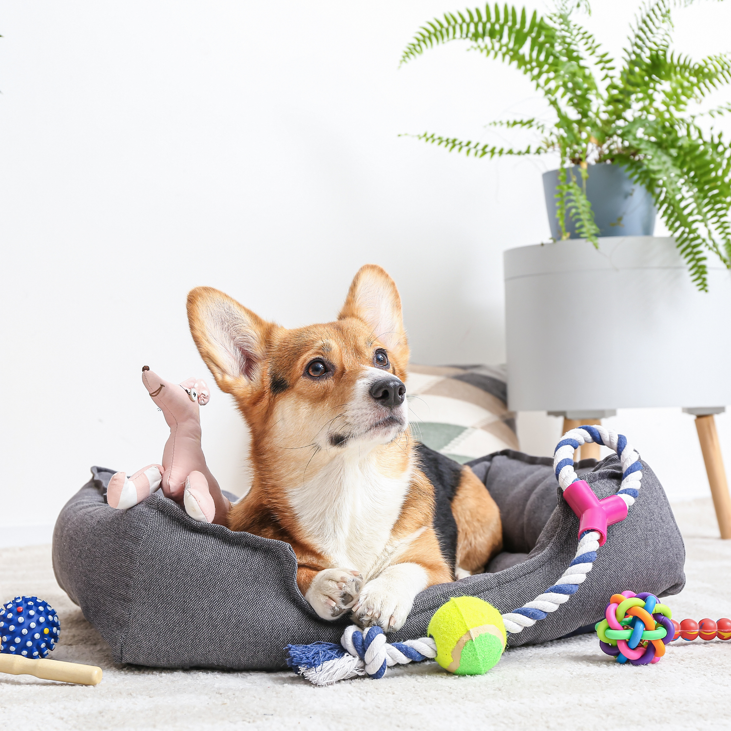 Pets Supplies
